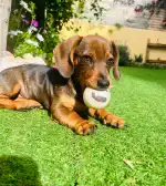 Mallorca Veterinaris - Clínica Veterinària Montuïri - Bild 3