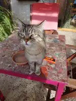 Mallorca Veterinaris - Clínica Veterinària Montuïri - Bild 9