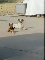 Mallorca Veterinaris - Clínica Veterinària Montuïri - Bild 7