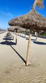 Bosque de la Playa de Palma - Imagen 2