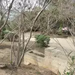 Bosque de la Playa de Palma - Imagen 10