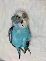 Clínica Veterinaria Domesticos y Exóticos Peludets - Bild 10