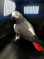 Clínica Veterinaria Domesticos y Exóticos Peludets - Bild 9