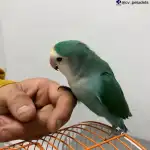 Clínica Veterinaria Domesticos y Exóticos Peludets - Bild 2