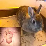 Clínica Veterinaria Domesticos y Exóticos Peludets - Bild 10