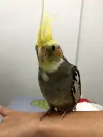 Clínica Veterinaria Domesticos y Exóticos Peludets - Bild 6