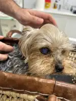 Clínica Veterinaria Domesticos y Exóticos Peludets - Bild 8