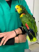 Clínica Veterinaria Domesticos y Exóticos Peludets - Bild 9