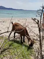 Platja de Formentor - Bild 8