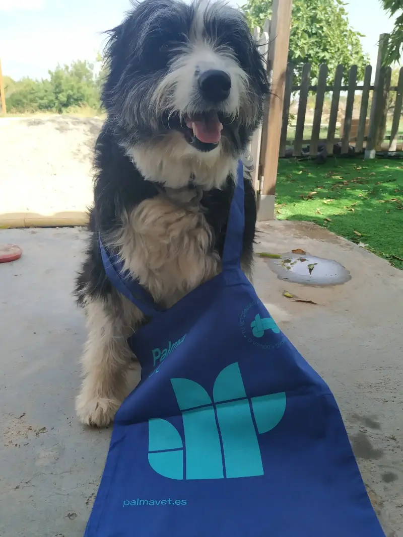 PALMA VET Servicios Veterinarios A Domicilio - Bild 1