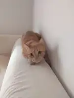 PALMA VET Servicios Veterinarios A Domicilio - Bild 10