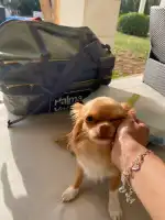 PALMA VET Servicios Veterinarios A Domicilio - Bild 3