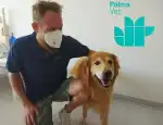PALMA VET Servicios Veterinarios A Domicilio - Bild 2