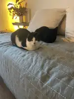 PALMA VET Servicios Veterinarios A Domicilio - Bild 7