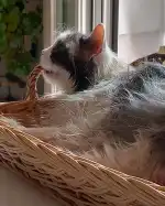 PALMA VET Servicios Veterinarios A Domicilio - Bild 9