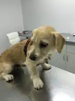 Sa Riera Centro Veterinario - Bild 9