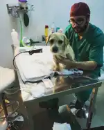 Sa Riera Centro Veterinario - Bild 6