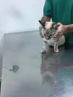 Sa Riera Centro Veterinario - Bild 7