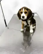 Sa Riera Centro Veterinario - Bild 8