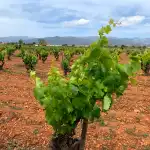 Can Gourmet - Bild 9