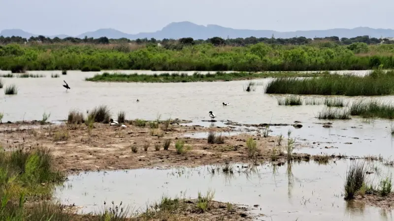 Parc Natural de s'Albufera - Image 1