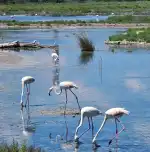 Parc Natural de s'Albufera - Image 8
