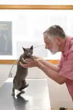 Clínica Veterinaria Es Pla - Bild 4