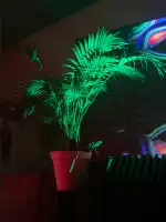 Selva Club - Image 3