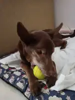 Clínica Veterinària Vivero - Bild 4