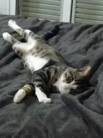 Clínica Veterinària Vivero - Bild 9