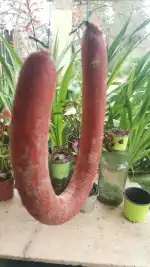 Ca'n Pere des Carreró - Bild 7