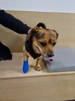 Hospital Veterinari Ciutat d'Inca - Bild 4