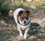 Clínica Veterinaria Moixica | MiVet - Bild 8