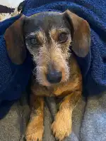 Clínica Veterinaria Moixica | MiVet - Bild 9