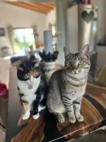 Clínica Veterinària Zooclínic Vetersalud