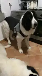 Clínica Veterinària Zooclínic Vetersalud - Bild 6