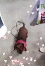 Dispet Baleares - Bild 7