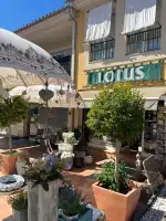 Lotus