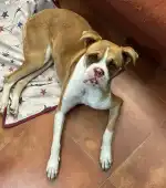 Amanecer Clínica Veterinaria - Bild 9