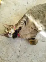 Amanecer Clínica Veterinaria - Bild 6