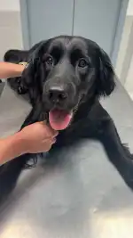 Amanecer Clínica Veterinaria - Bild 8