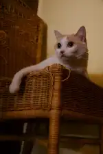 Amanecer Clínica Veterinaria - Bild 9