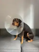 Balmes Veterinary Hospital - Bild 3