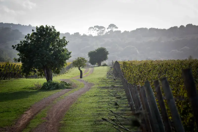 Bodega Es Fangar Vins - Bild 1