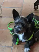 Clínica Veterinaria Eurotierklinik ETK - Bild 3