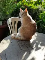 Clínica Veterinaria Eurotierklinik ETK - Bild 7