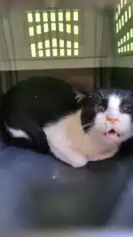 Clínica Veterinaria Eurotierklinik ETK - Bild 8