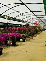 Viver Sa Porrassa - Imagen 9