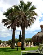 Golf Son Antem - Bild 4