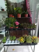 Floristeria Flors i Detalls - Bild 3